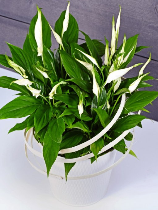 SPATHIPHYLLUM